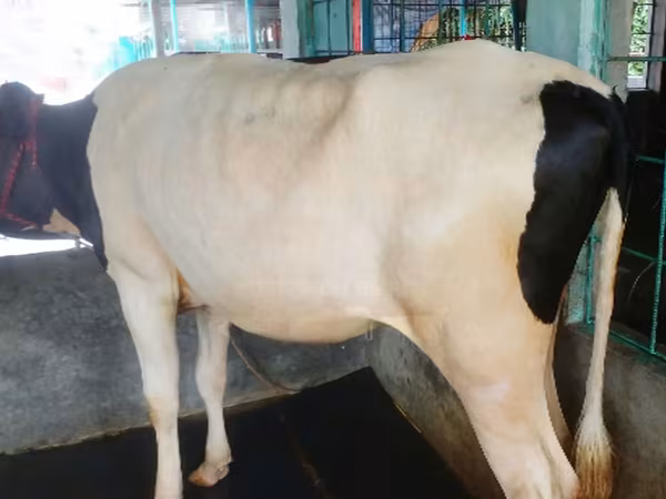 Cow, Cattle