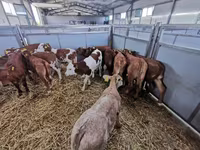 Cow, Cattle — photo 1