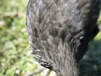 جيرسي جاينت — الصورة 4