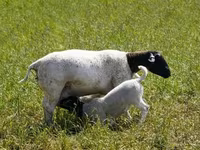 Koyun, Kuibyshev sheep — foto 5