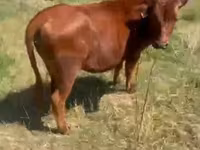 İnek, Sığır — foto 2