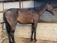 Horse (M), Arabian horse — photo 2