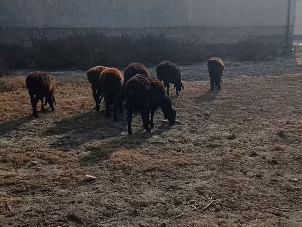 Bull, Cattle