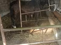 母马, Friesian sport horse — 照片 1