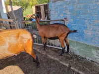 Keçi, Alpine goat — foto 3