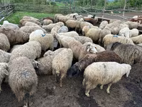 Toro, Ganado vacuno — foto 3
