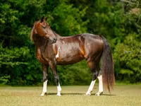 Stute, American paint horse — Foto 3