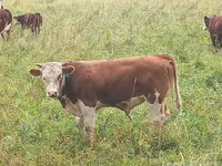 Vaca, Simmental cattle — foto 6