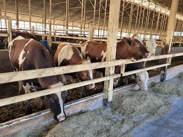 Vaca, Simmental cattle
