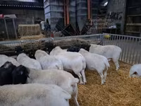 Koç, Dorper sheep — foto 3