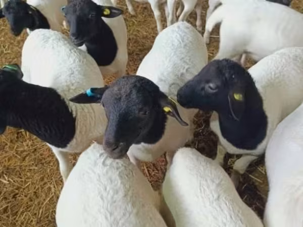 Koyun, Dorper sheep