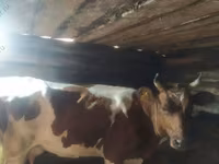 Kuh, Simmental cattle — Foto 2