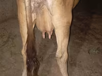 Kuh, Ukrainian Brown Dairy Cattle — Foto 2
