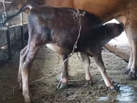Vaca, Raza Alatau — foto 1