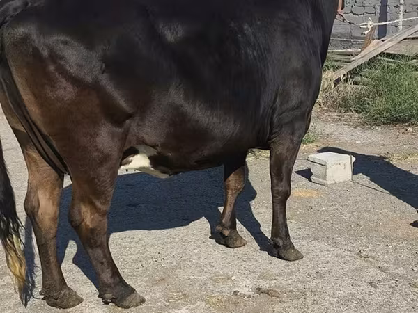 ホルスタイン種