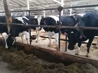 Vaca, Raza Holstein — foto 3