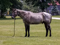 Hengst, Quarter Horse — Foto 1