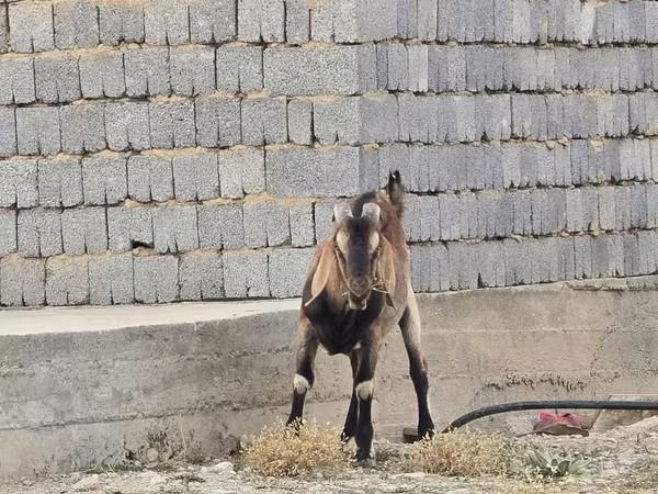 बकरा, Nubian Goat
