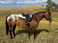 حصان, Horses of Sable Island — الصورة 4