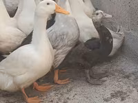 pato criollo doméstico — foto 4