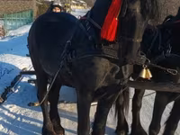 घोड़ा, Friesian — फ़ोटो 4