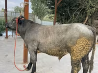 Toro, Azul Belga — foto 2