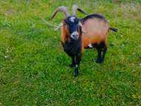 Oğlak, Czech Brown Shorthaired goats — foto 2