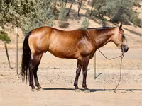 Caballo, Quarter Horse — foto 3