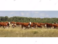 母牛, Simmental cattle — 照片 8