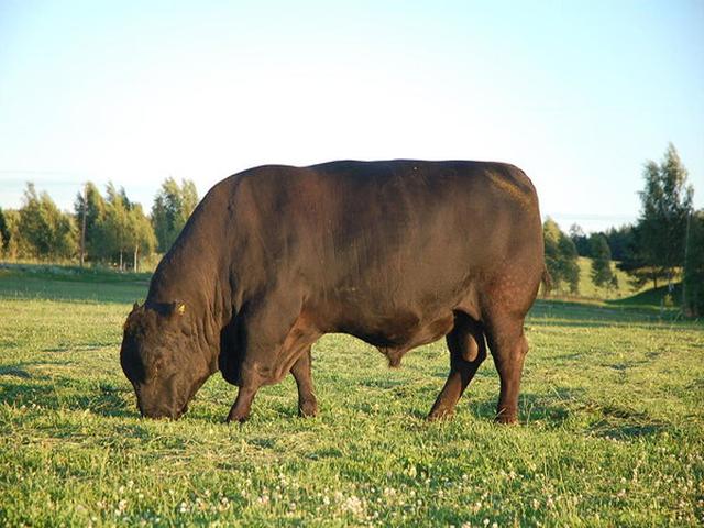 Aberdinska anguska