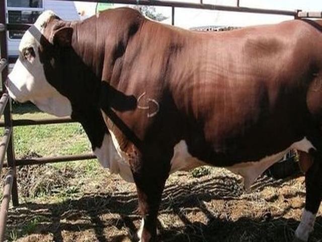 Adaptar Belmont