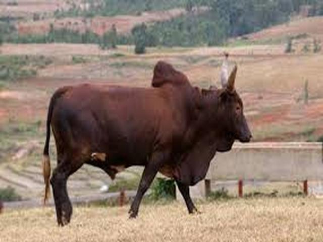 Aserbaidschanisches Zebu