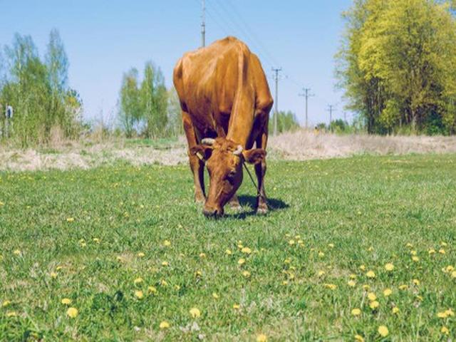 Braune Karpatenrasse