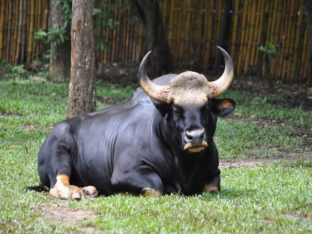 เการ์