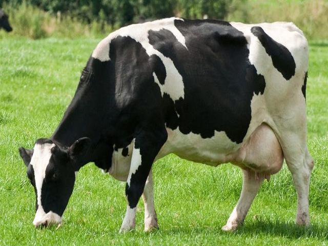 Holstein-Rasse
