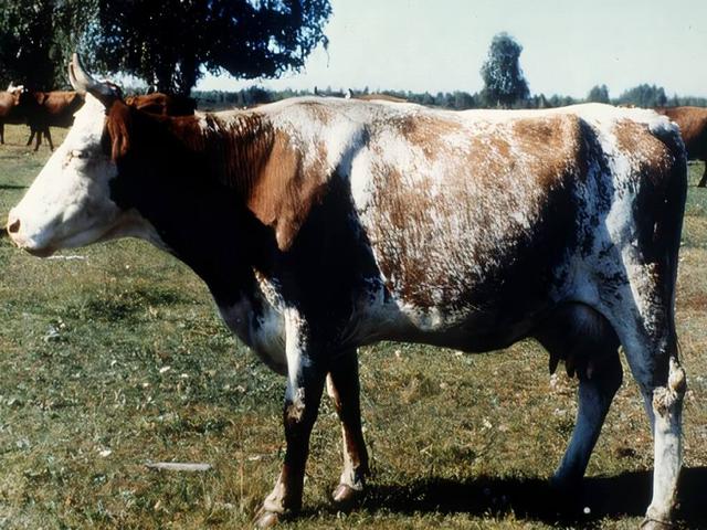 Kurgan-Rind