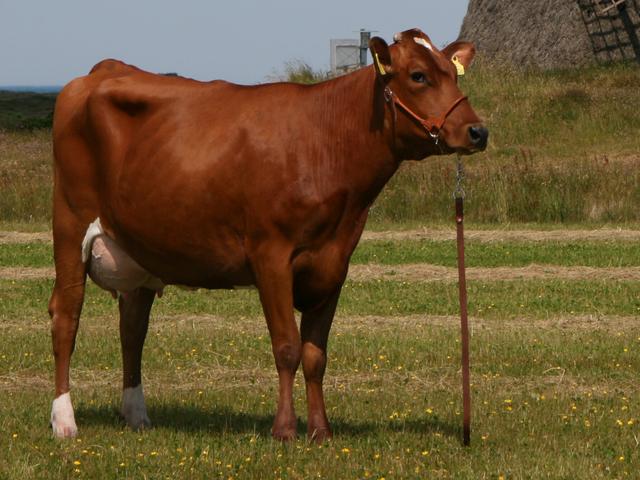 Dänisches rotes Rind