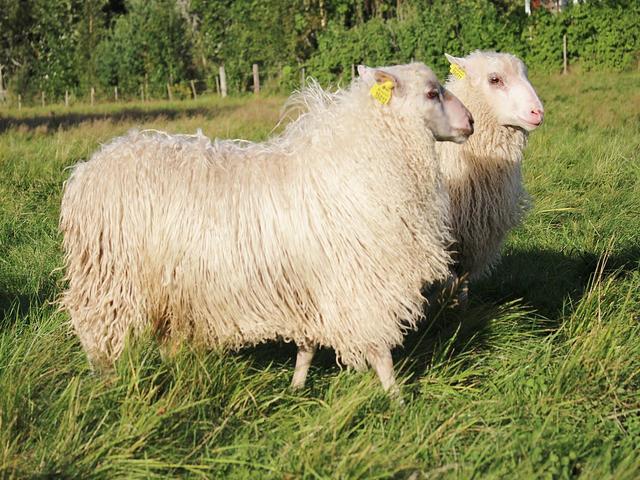 Rya sheep