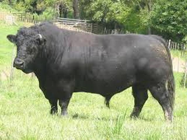 Walisische schwarze Kuh