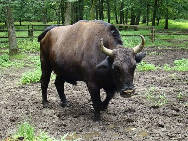 Zubron