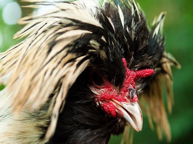 Polacco