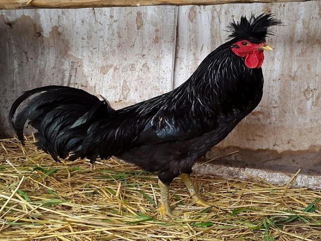 kosovský dlouhokokrh