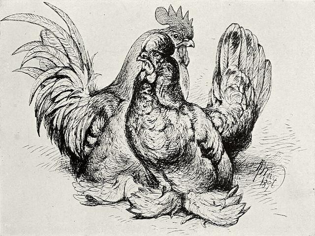 Barmský bantam