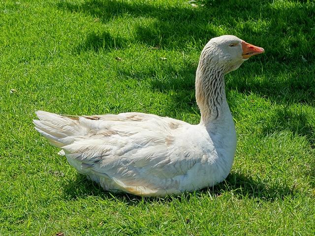 Американски буф