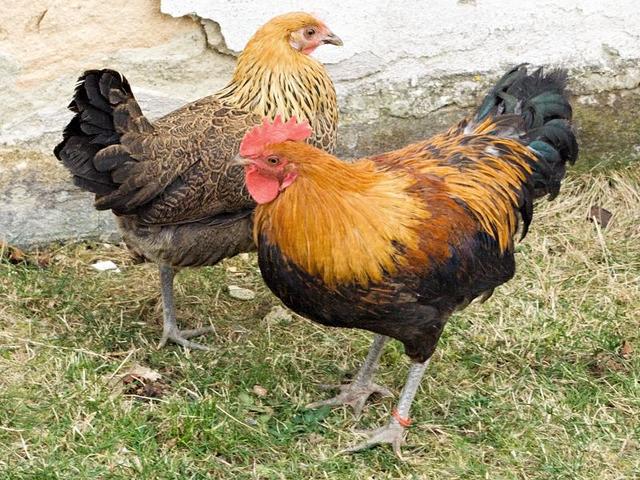 česká zlatá kropenatá slepice
