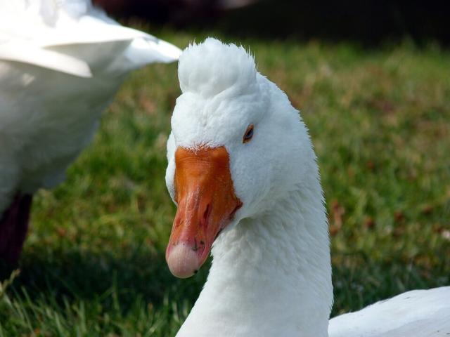 Римска