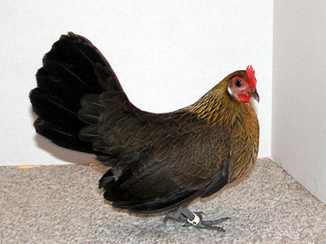 Holandský bantam