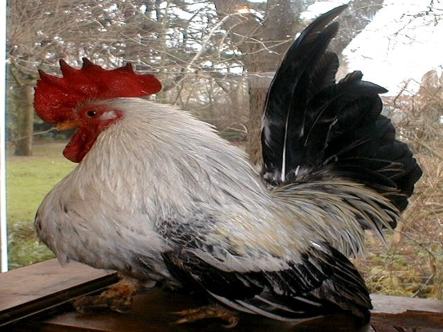 Japonský bantam