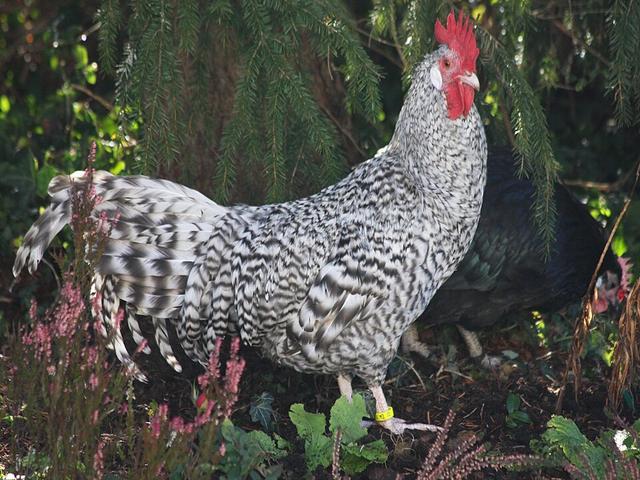 krüper