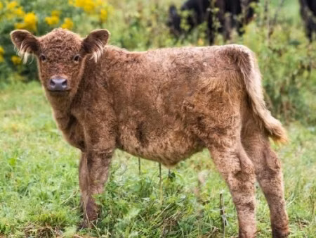 Vaca Galloway